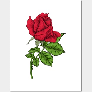 Red rose Posters and Art